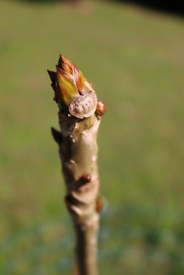 Populus lasiocarpa - topol chlupatý - jarní pučení